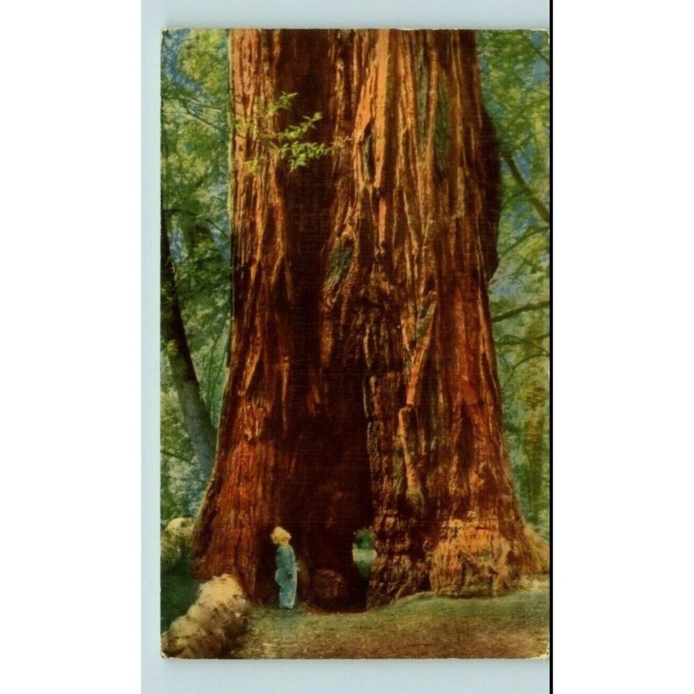 Postcard 1953 A Child among the Giant Red Woods at Mill Valley California 1953?